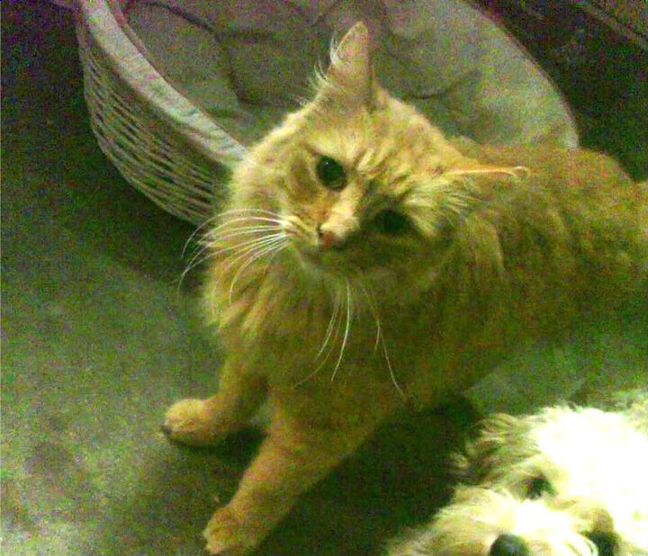 英超球队赛季中期体能负荷动态调整策略,英超tifo