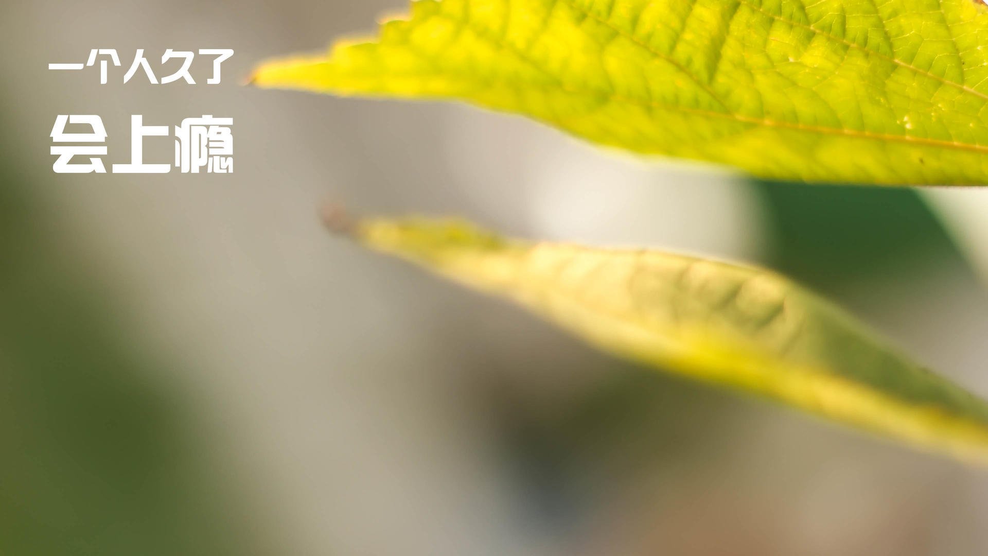 200蝶节奏曲线首次公开