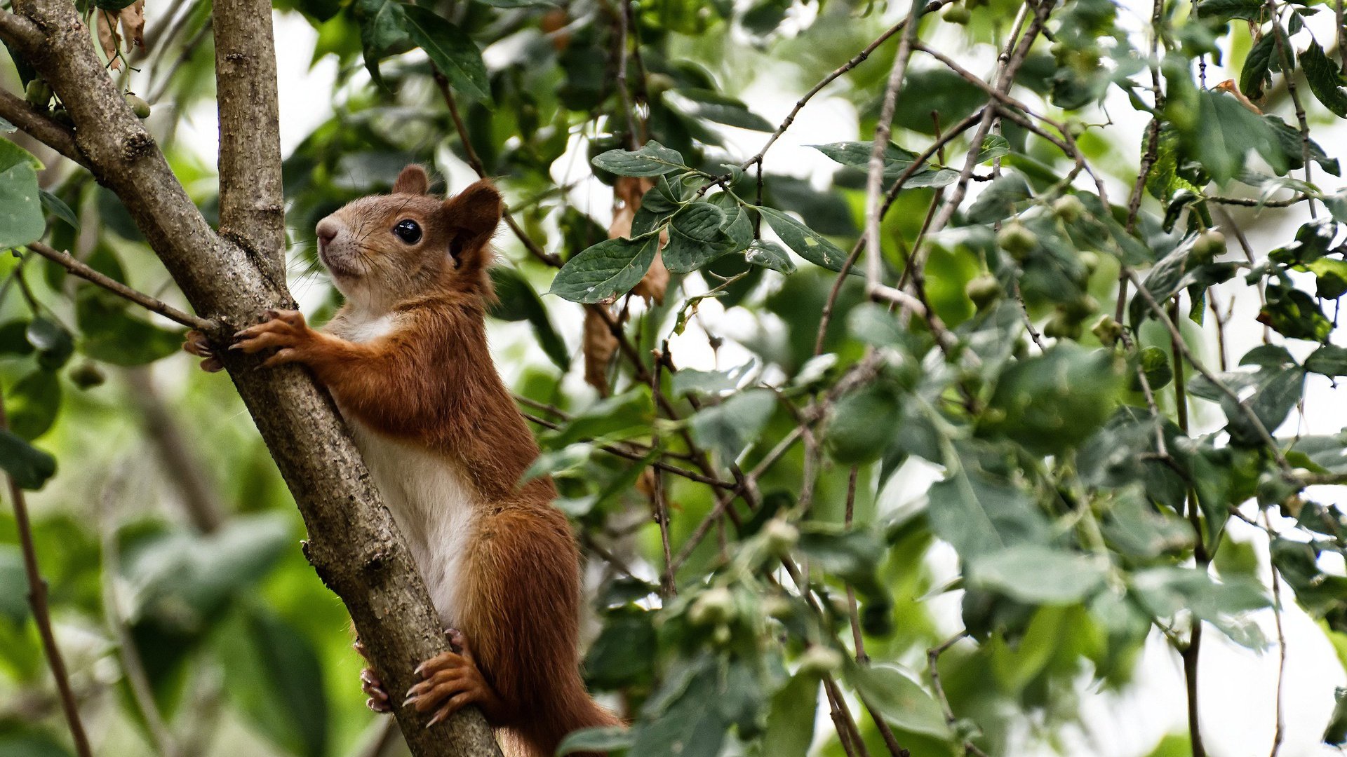 “世界泳坛精英对决,新加坡游泳锦标赛谁能登顶?”