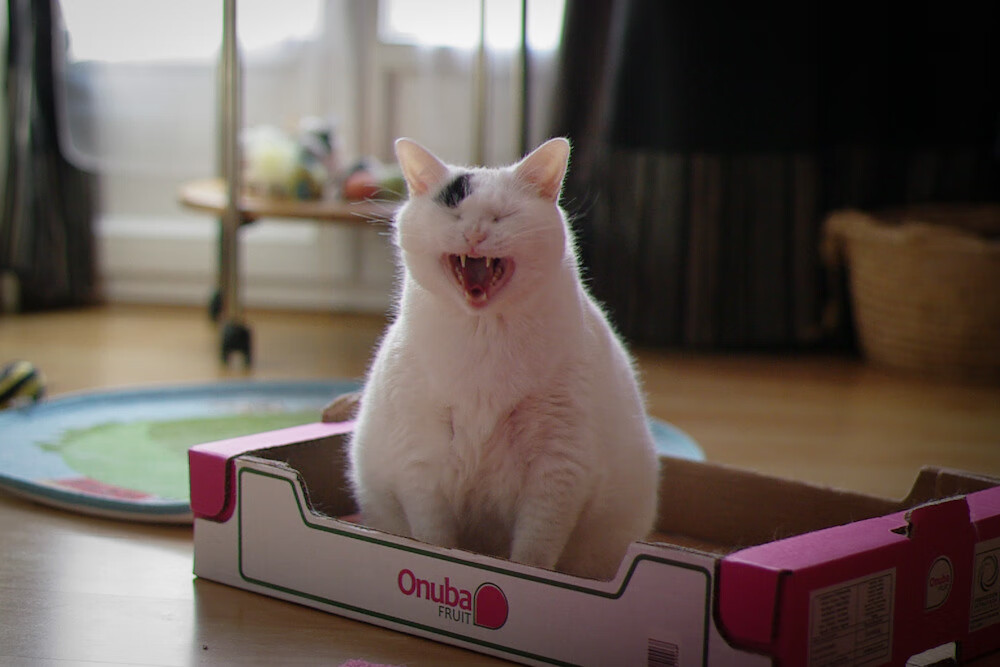 “水上芭蕾魅力四射!2025世界游泳锦标赛精彩纷呈”