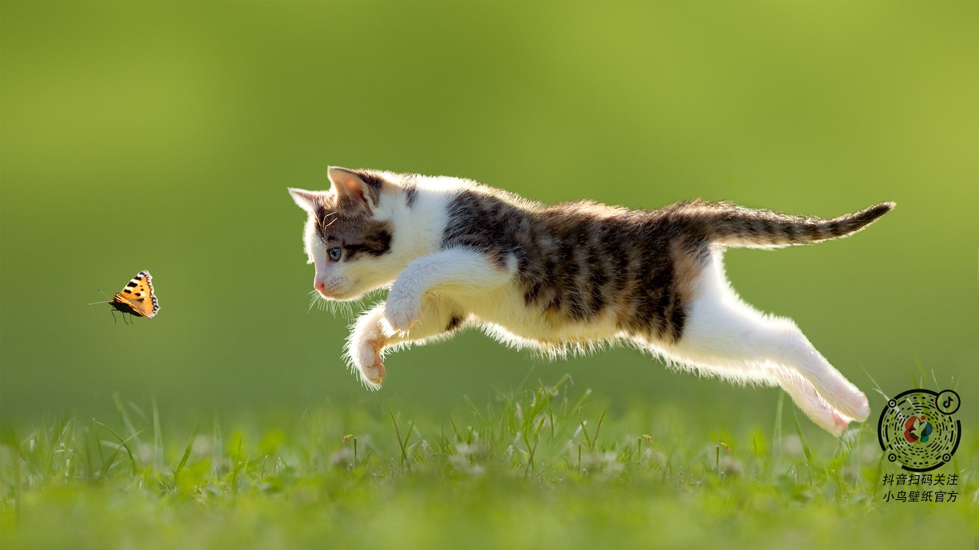 “腰旗式美式橄榄球:东部新区赛场打破传统竞技边界”