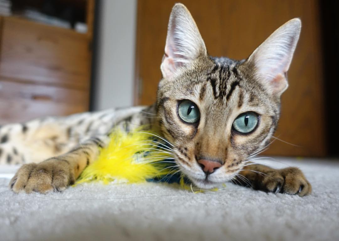 切尔西体能储备充足，密集赛程无惧挑战，切尔西的比赛