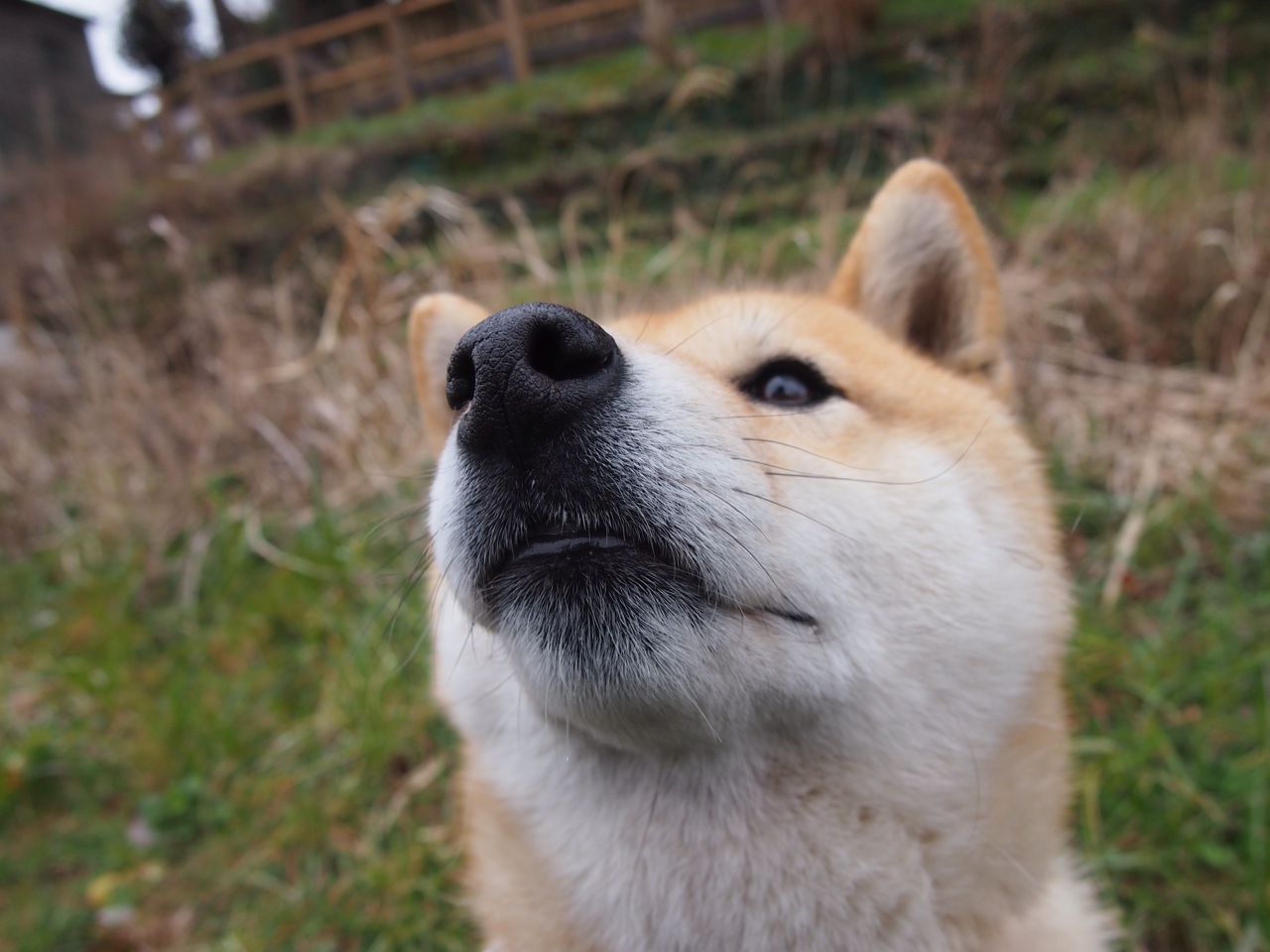 塞维利亚前后场联动顺畅推进有效进攻,塞维利亚前锋