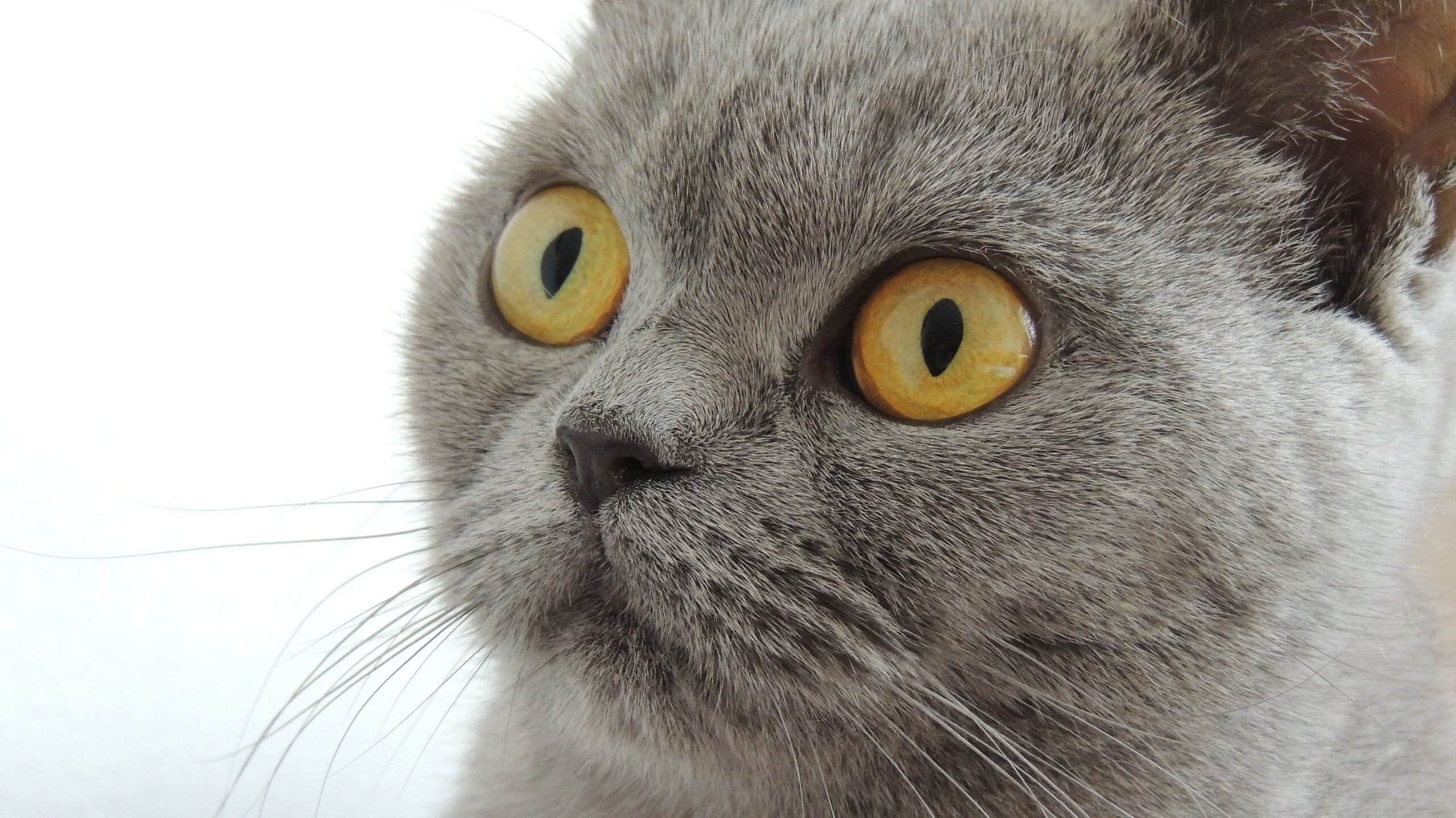 美队短自项目保持领先优势,美队短袖