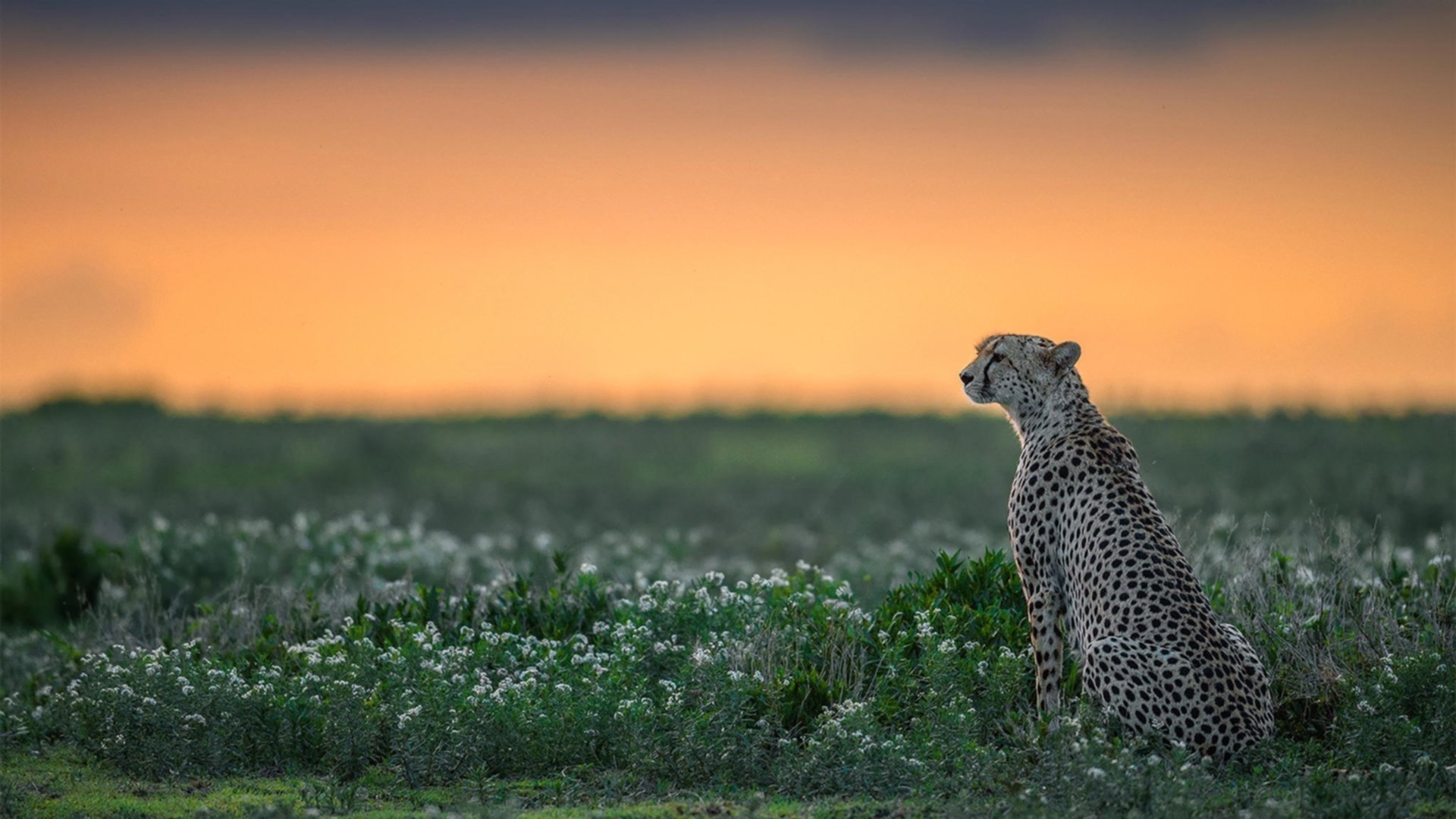 马竞中场调度精准，压制博塔弗戈节奏，马竞战术打法