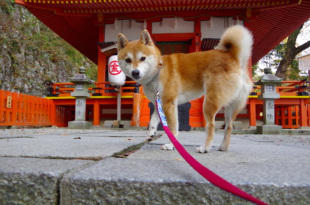 丁俊晖力压奥沙利文挺进决赛,丁俊晖vs奥沙利文决赛