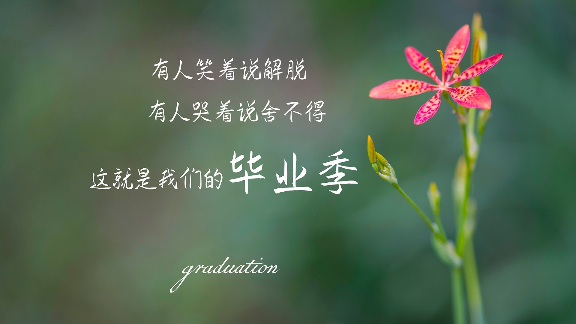 世界杯激战正酣:精彩瞬间不断刷新纪录!,世界杯锦集