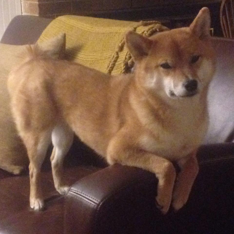 世界杯赛事期间的明星采访,世界杯球员采访