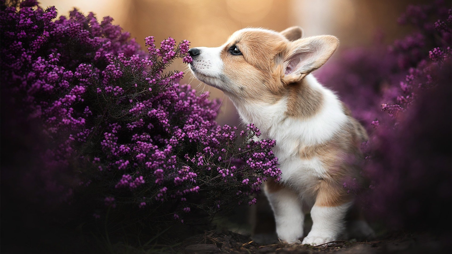 中国足球联赛俱乐部市场开拓力度加大,我国足球俱乐部