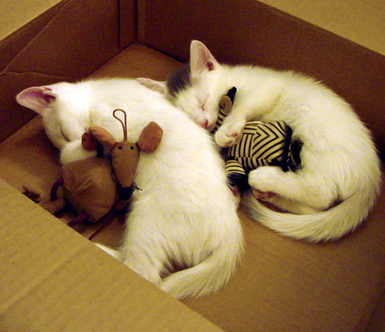 乔治外线手感回暖关键三分帮助快船反超,快船乔治外号