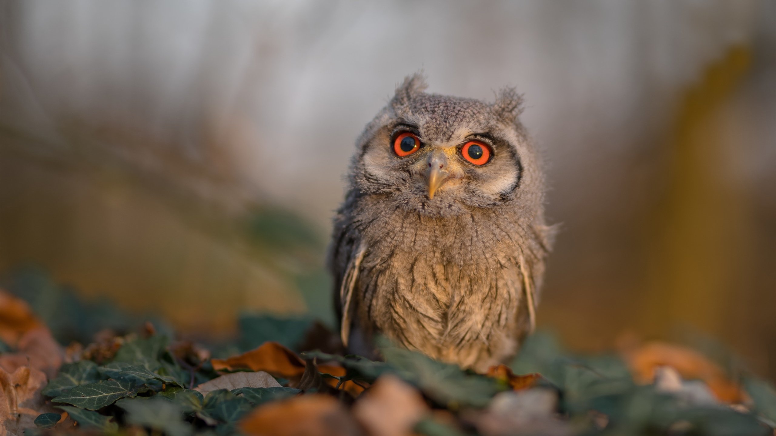 mk足球官网-尼尔·巴特尔的防守能力帮助袋鼠队多次守住胜果，巴特尔防守奥尼尔