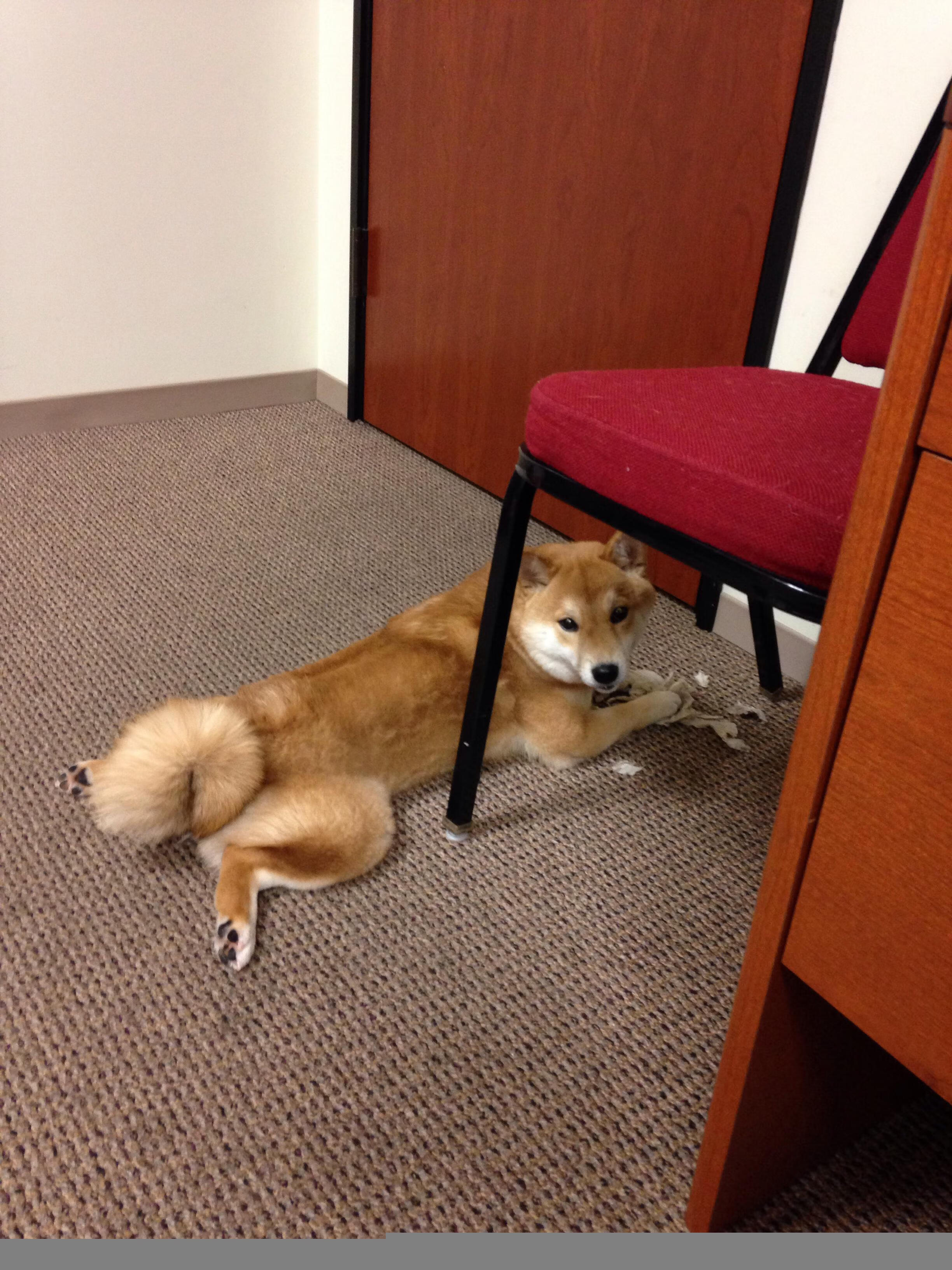 张雨霏与残奥运动员同台呼吁共融体育,张雨霏的奥运项目