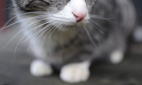 未来足球:智能场馆实现全面能源管理,绿色低碳新时代到来,智能场馆的策划