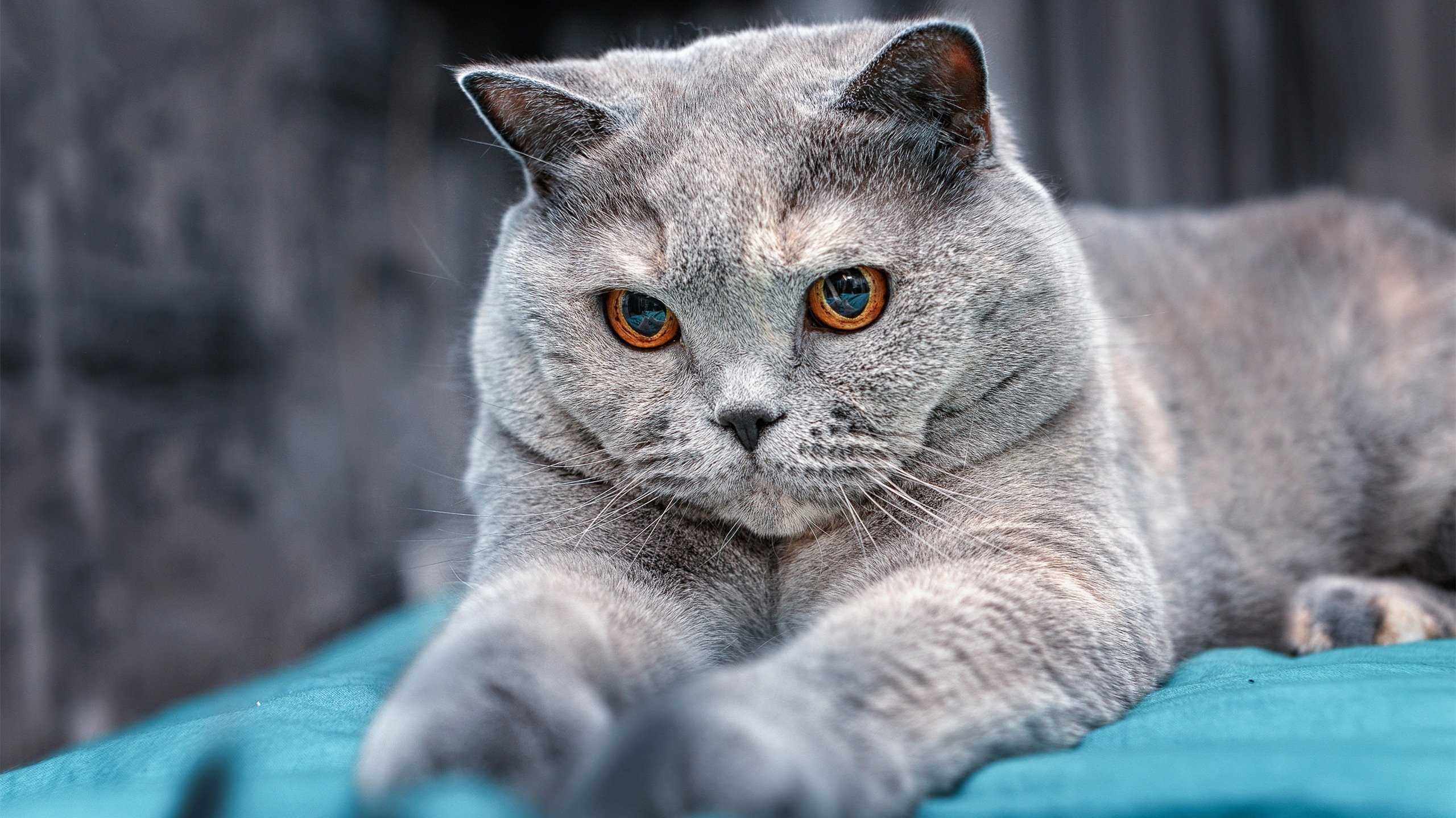 林丹退役仪式引发球迷泪奔,林丹退役视频