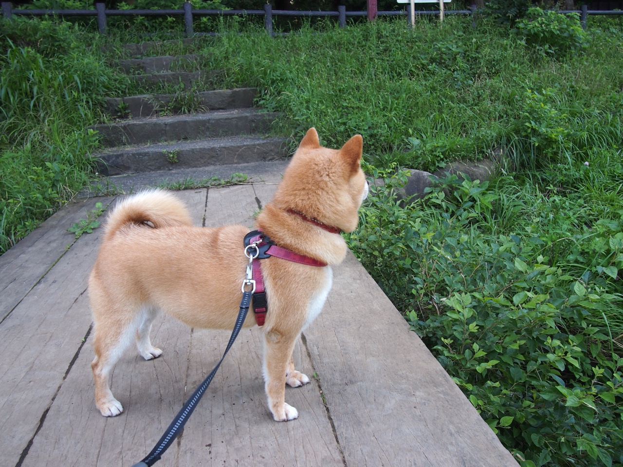 mk体育-英超最后一击：绝杀镜头火爆全场！，英超最后一轮看点